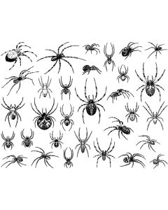 Spider Decal
