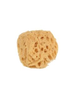 #2 Sea Wool Sponge