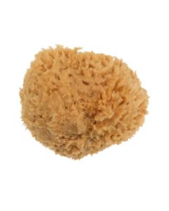 #3 Sea Wool Sponge