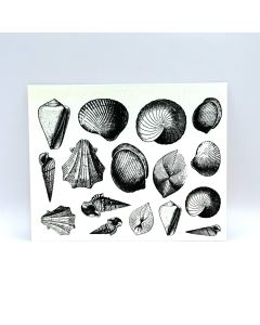 Seashell Decals - While Supplies Last
