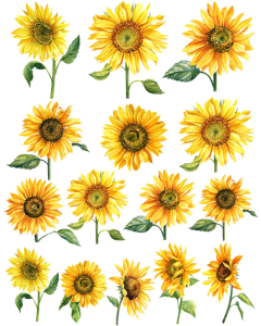 Sunflower Overglaze Decal