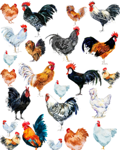 Rooster Overglaze Decal