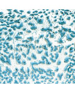 Speckled Teal Crawl CR-22 