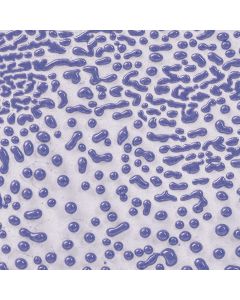 Purple Crawl CR-54 