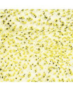 Speckled Yellow Crawl CR-61 (PREORDER)