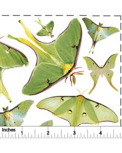 Luna Moth Overglaze Decal