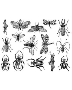 Insects Decals